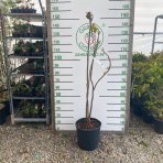 Katalpa bignóniovitá (Catalpa bignonioides) - výška 130-150 cm, kont. C18L - VIACKMENNÁ